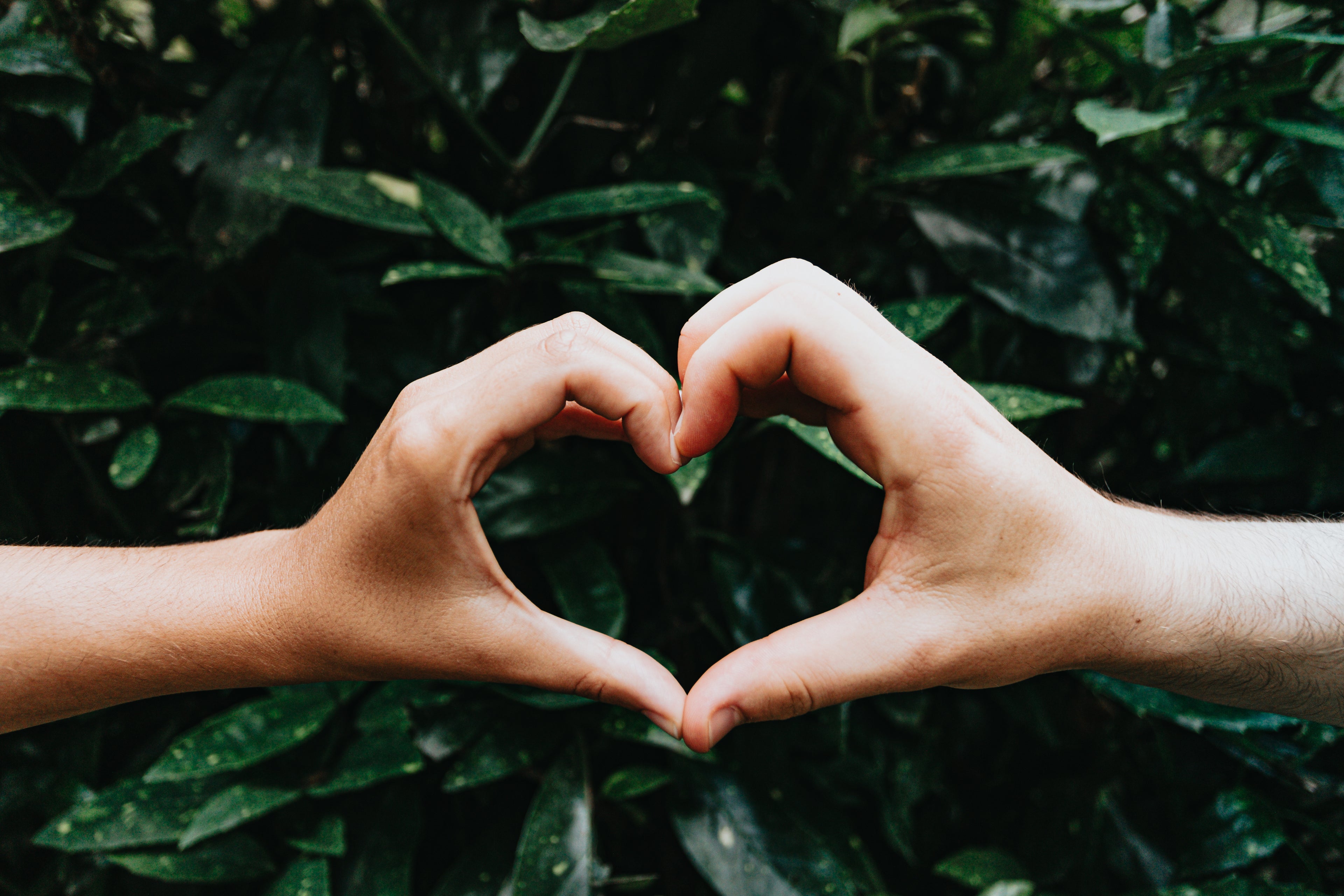 hands-form-a-heart-shape-against-green-leaves - PLZR Toys